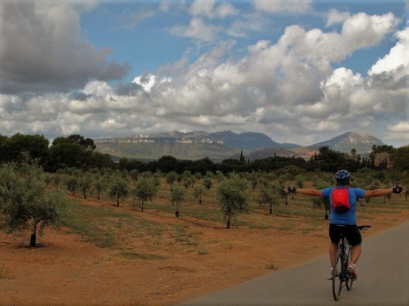 Üksik rattasõitja Hispaania oliivisalu taustal